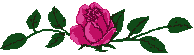 Pink rose